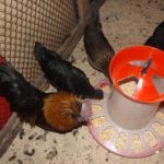 Выбираем кормушку для кур