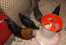 Выбираем кормушку для кур