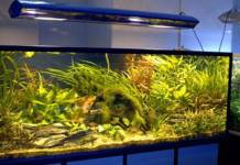 Выбираем лампу для аквариума