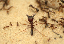 Как эффективно избавиться от муравьев?