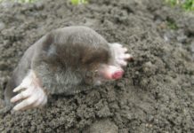 Способы отпугивания грызунов на даче