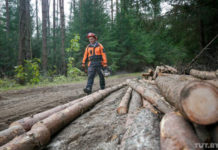 Читатели сообщают о «небывалых» заготовках леса. Минлесхоз: «Все рубки — плановые»