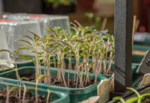 Садовод Рыкалина посоветовала выращивать зелень к Новому году на домашних огородах