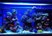 Обслуживание аквариумов: доверьте профессионалам