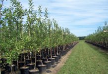 Почему стоит купить фруктовые деревья онлайн?