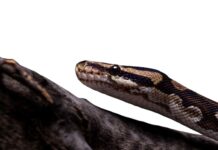 Профессиональное уничтожение змей: методы и подходы