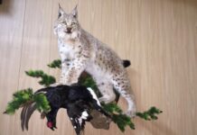 Чучела диких животных: дикая красота в интерьере